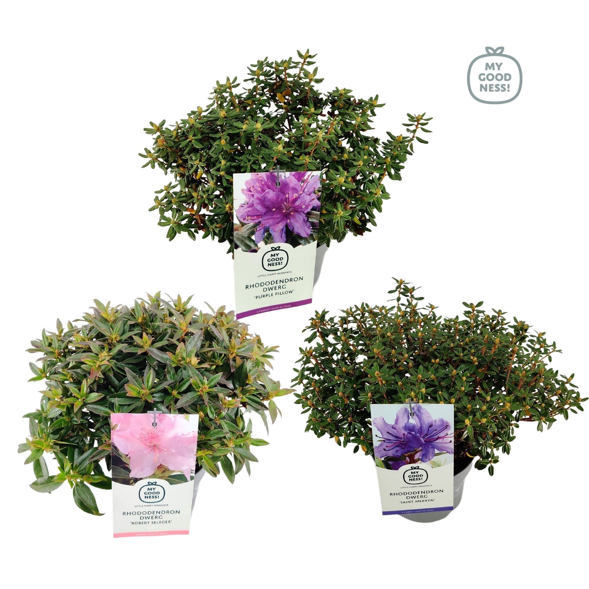 Leybaert BVBA Rhododendron Dwarf varieties Pack of 6