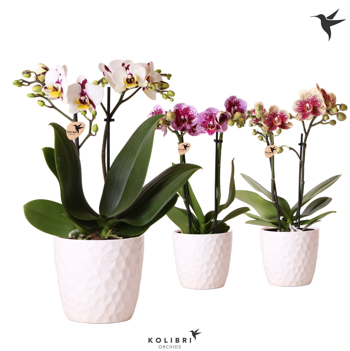 Kolibri Orchids Phalaenopsis Diamond mix 2 spike in Honey pot 40cm 9cm Pot