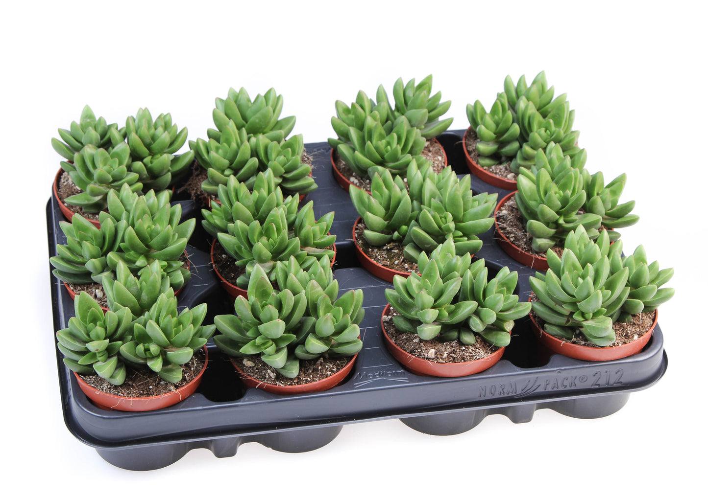 Crassula Ben 10cm Special Pot (508)