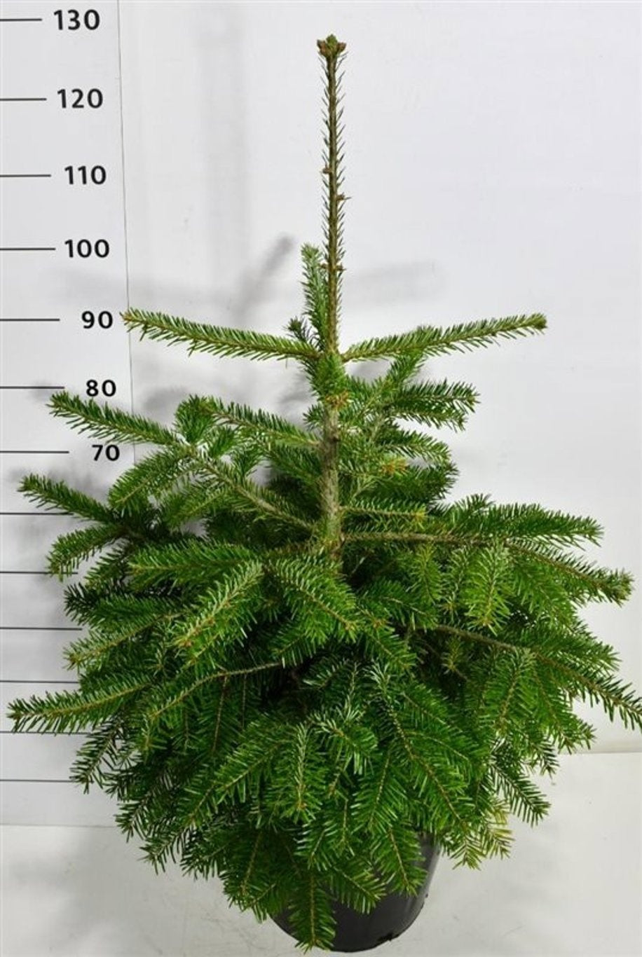 Abies nordmanniana 140cm 38cm Pot