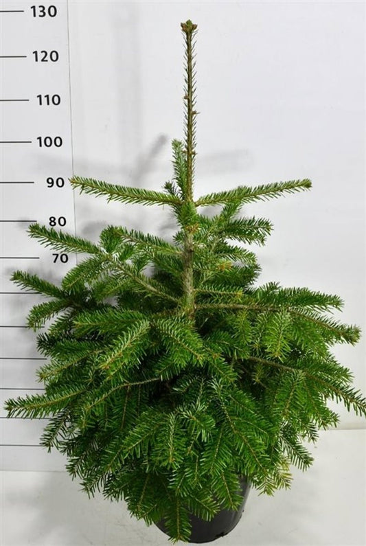 Abies nordmanniana 140cm 38cm Pot