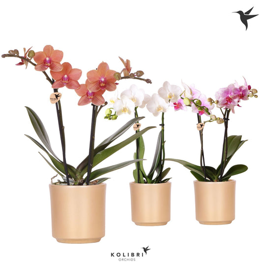 Phalaenopsis mix 40cm 9cm Pot