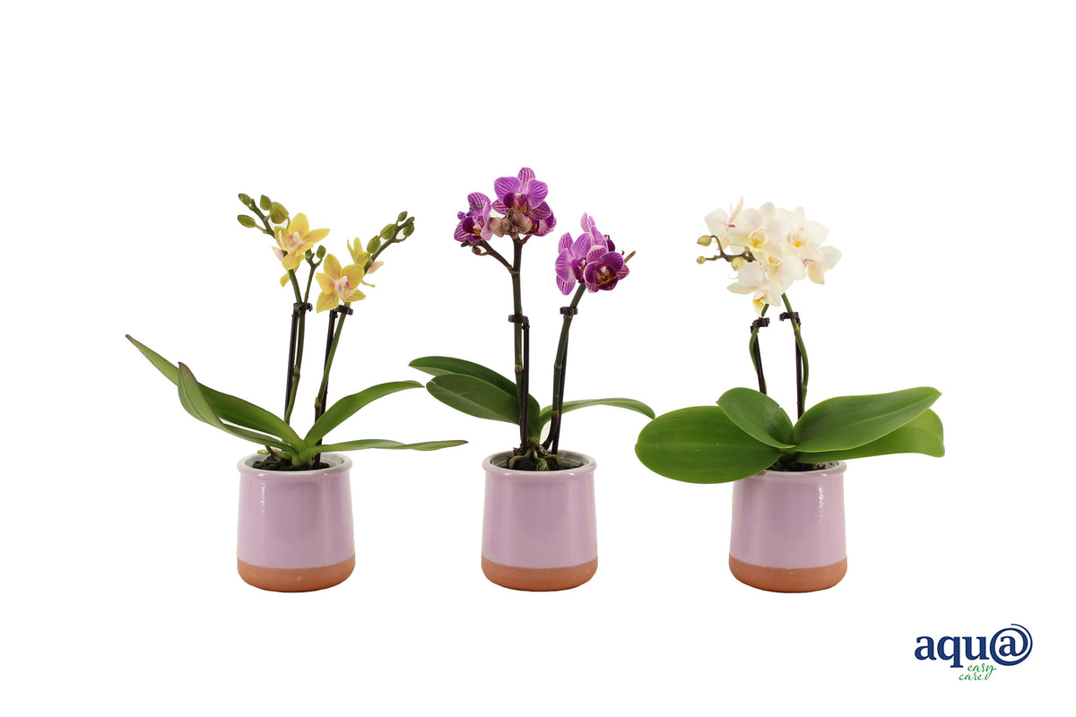 Phalaenopsis hybrid 17cm 6cm Pot