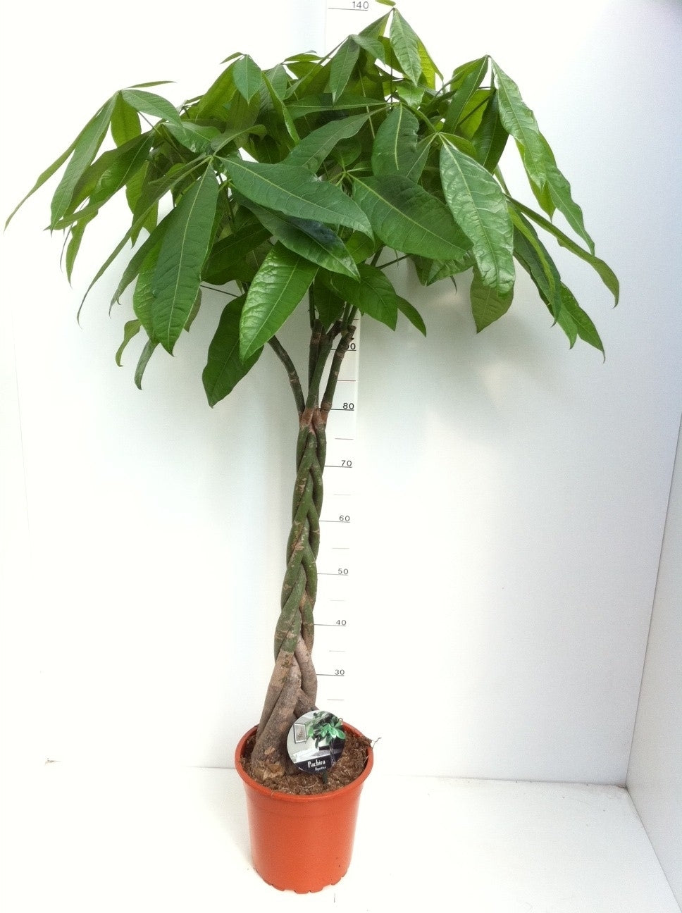 Pachira aquatica 130cm 24cm Pot