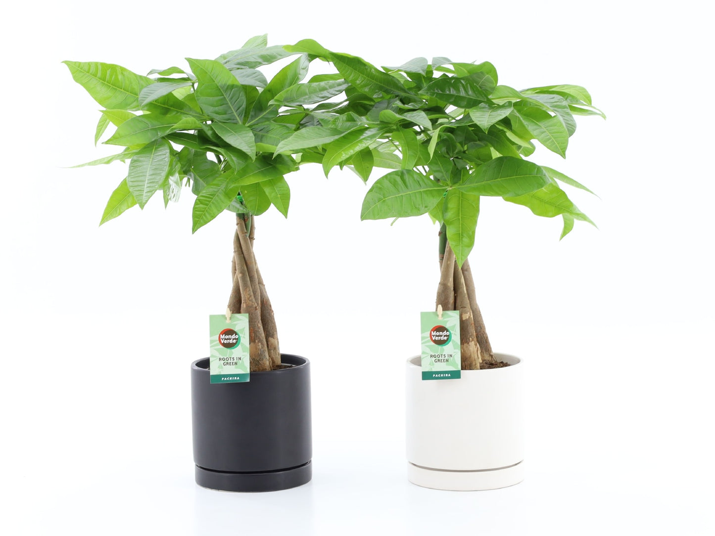 Pachira aquatica 50cm 13cm Pot