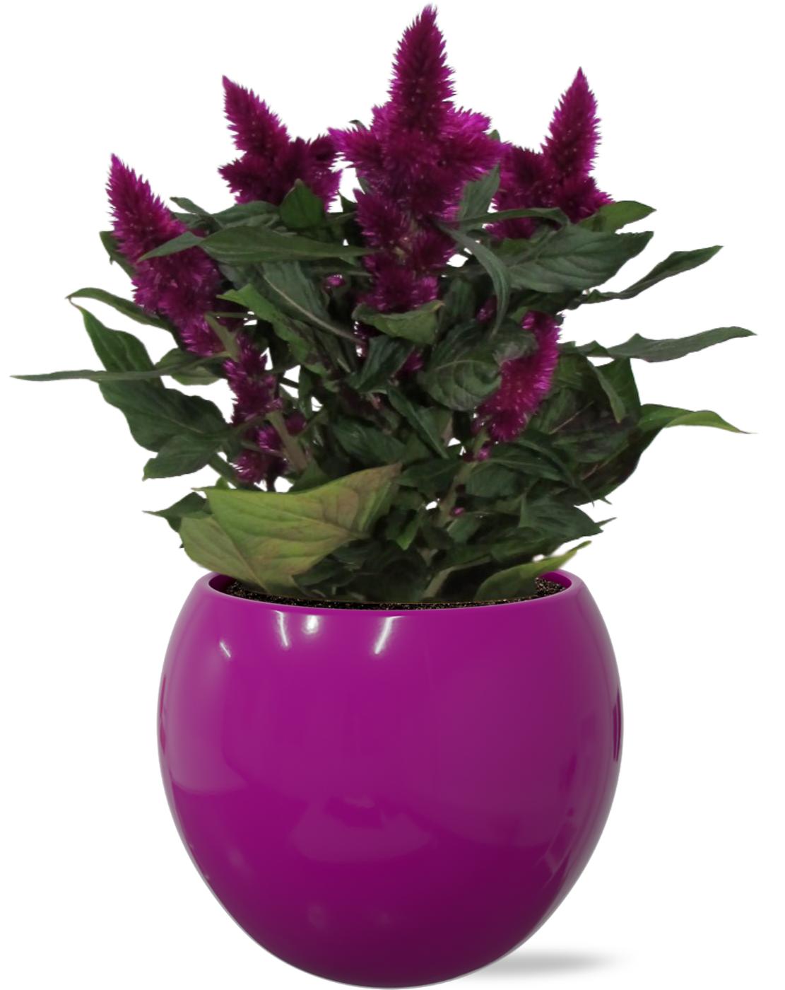 Celosia argentea Intenz+ 27cm 12cm Pot