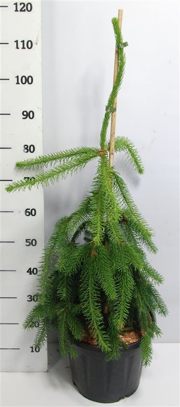 Picea ab. Inversa 100cm 32cm Pot