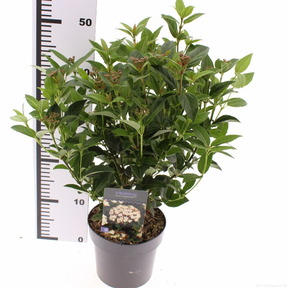 Snepvangers Tuinplanten Viburnum tinus Spirit Pack of 6