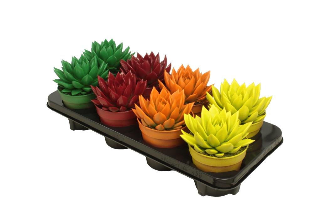 Echeveria colored autumn mix 15cm 12cm Pot