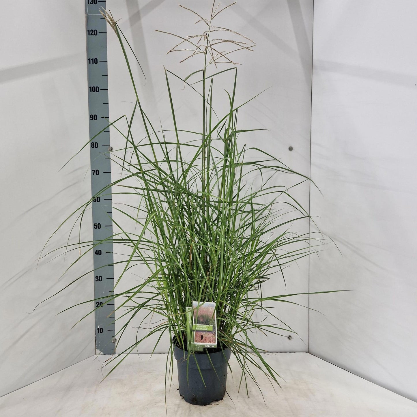 Miscanthus sinensis 120cm 19cm Pot