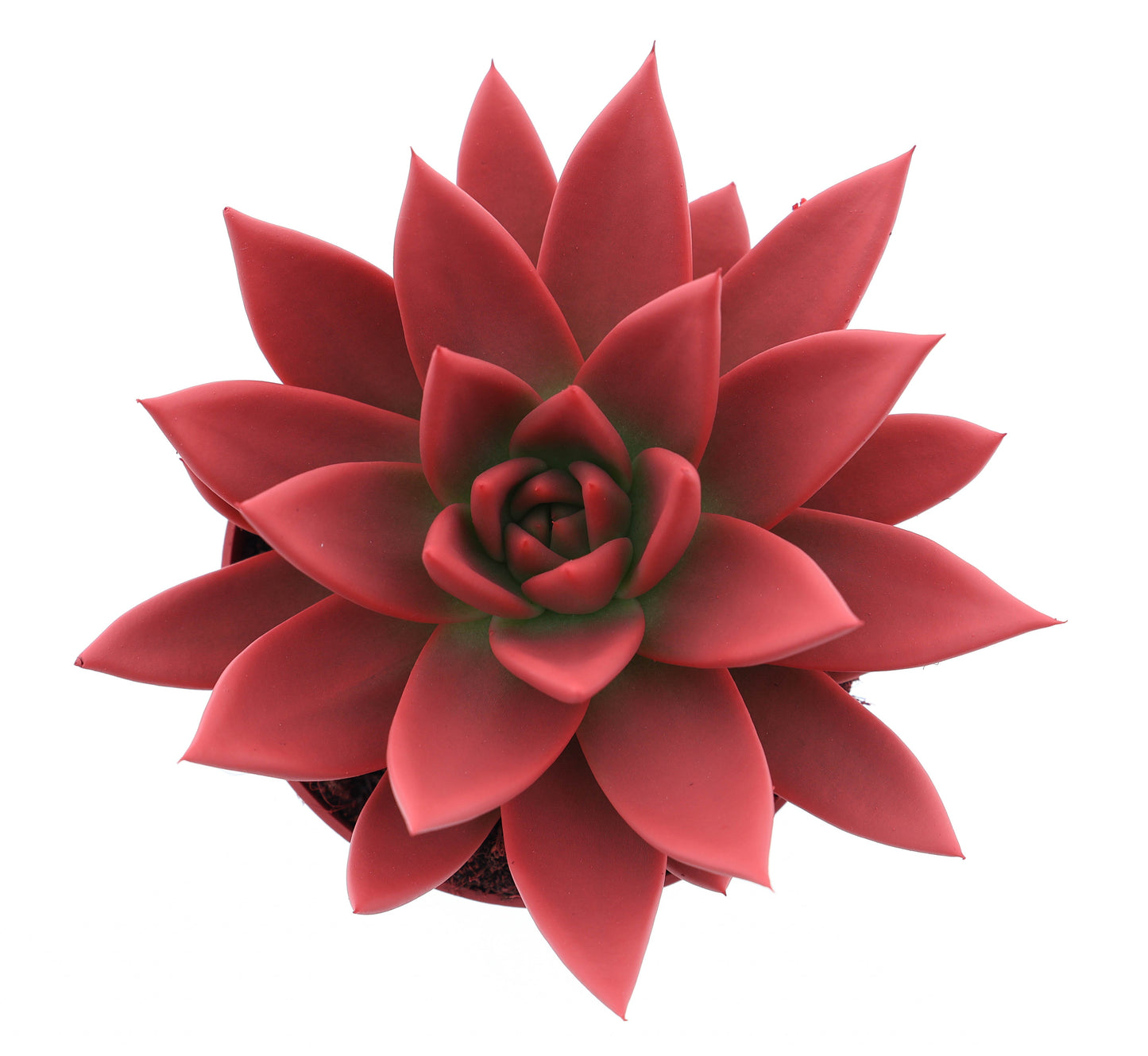 Euro Cactus Holland Bv Rainbow bright red Pack of 8