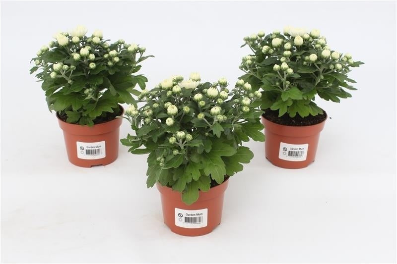 Grootscholten BV. Gebr. Chrysanthemum Gardenmum white Pack of 12