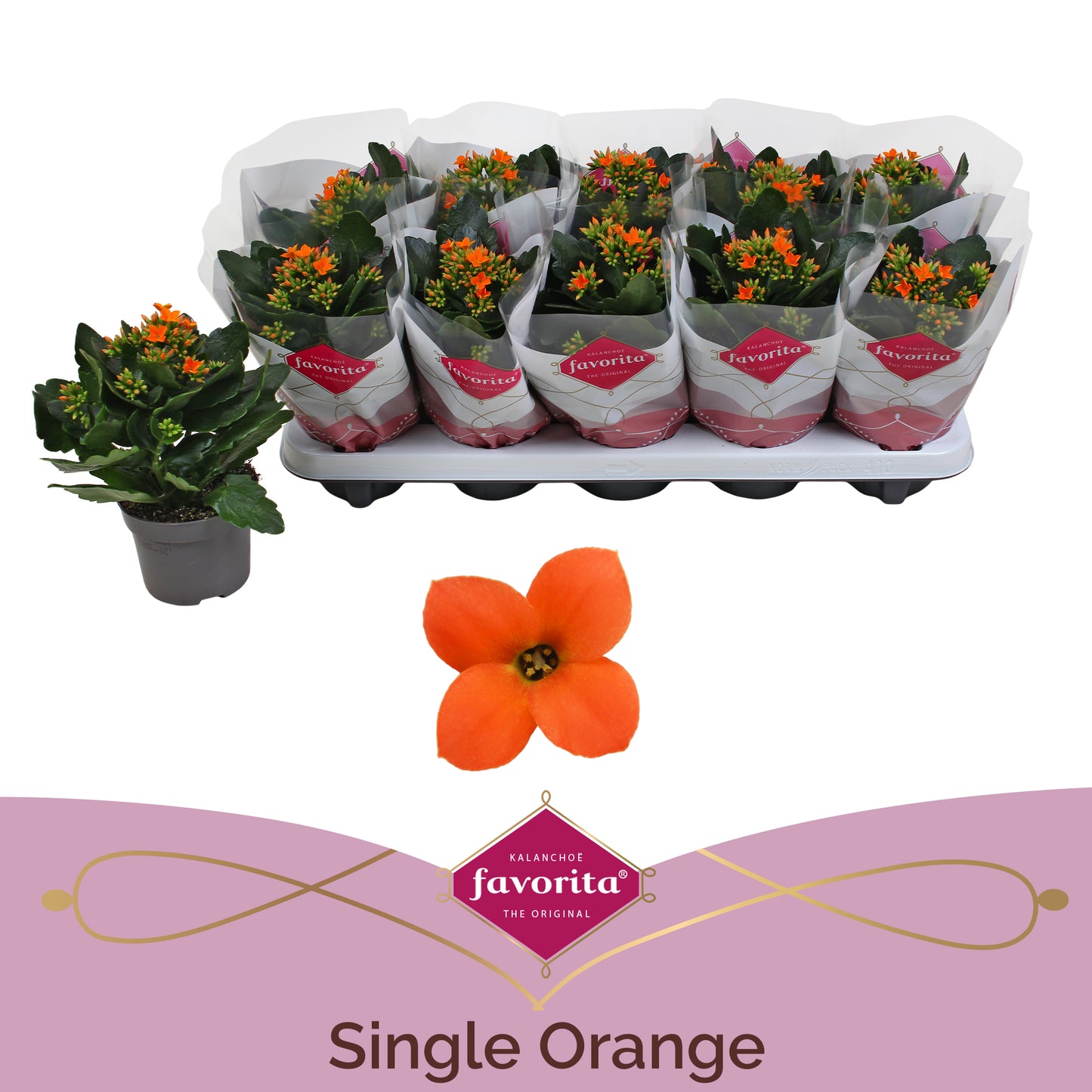 Kalanchoe orange 22cm 10.5cm Pot