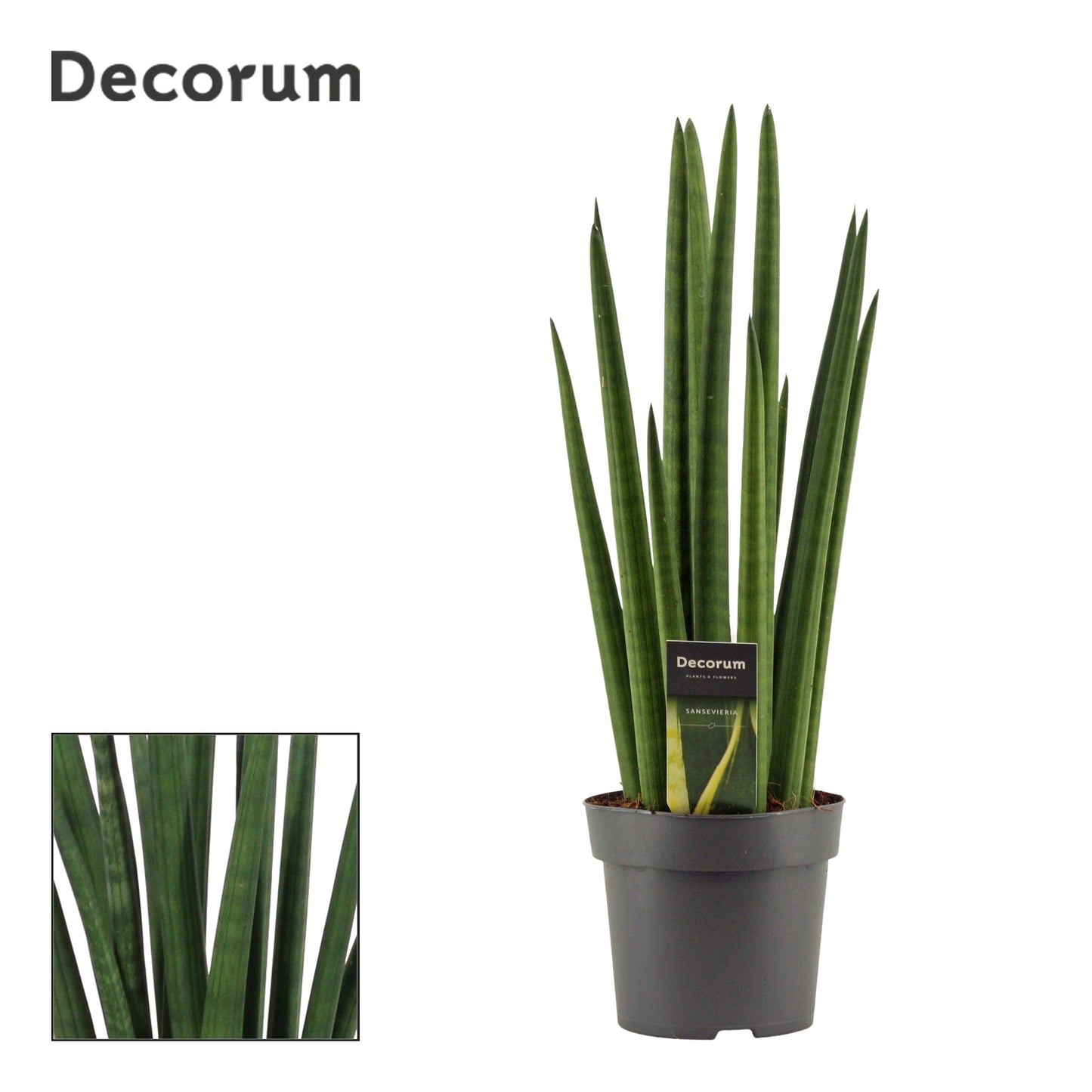 Duijn-Hove BV, kwekerij Sansevieria cylindrica rocket Pack of 7