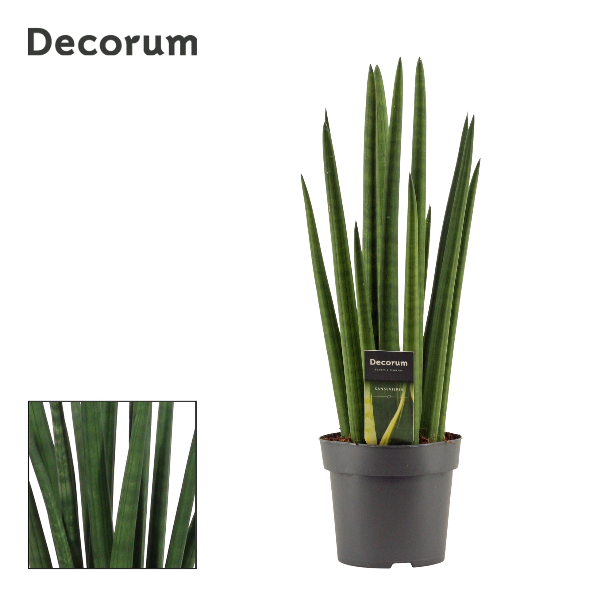 Duijn-Hove BV, kwekerij Sansevieria cylindrica rocket Pack of 7