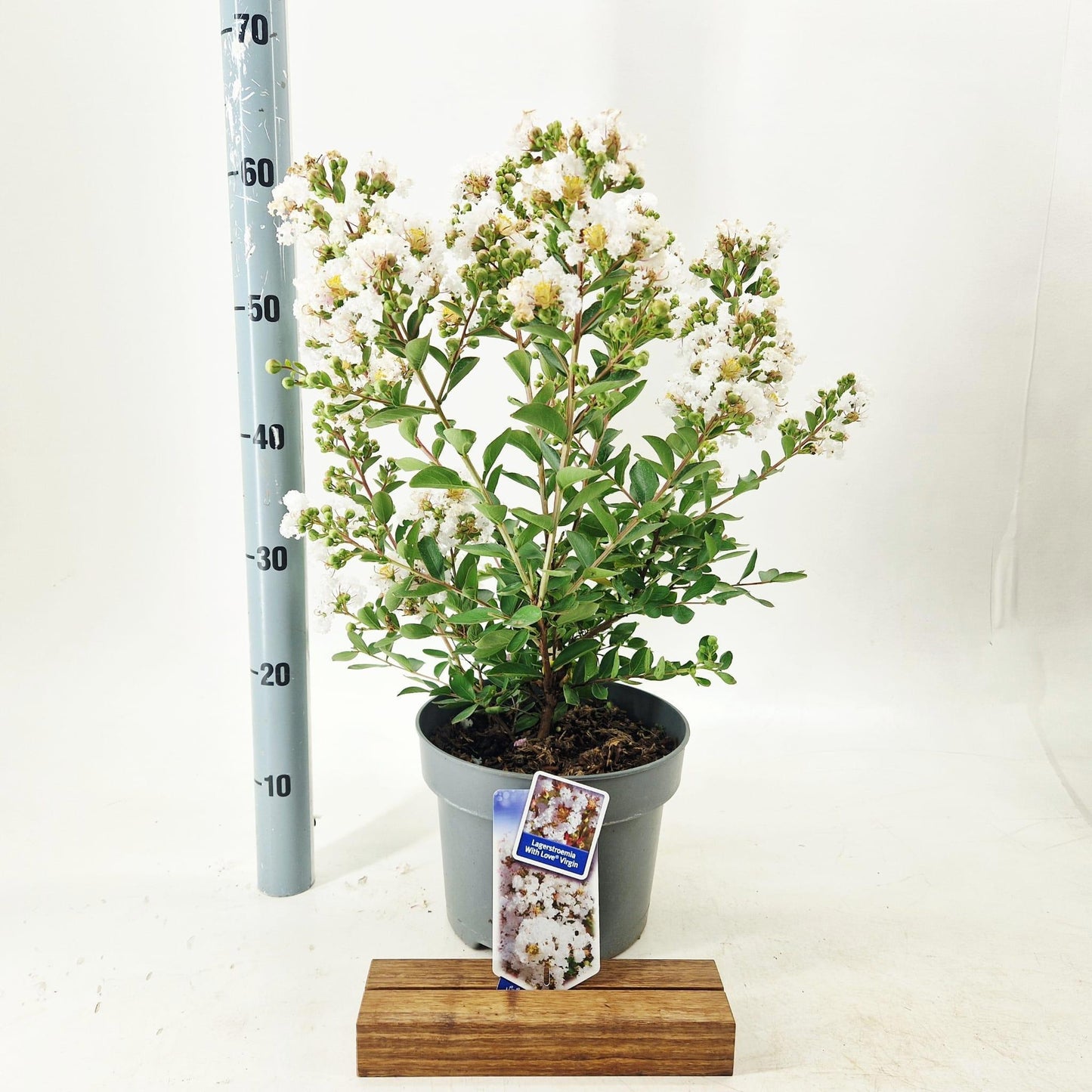 Lagerstroemia indica 60cm 23cm Pot