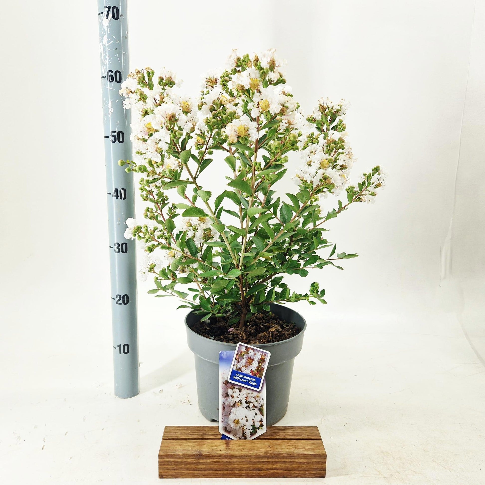 Lagerstroemia indica 60cm 23cm Pot
