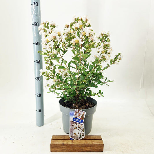 Lagerstroemia indica 60cm 23cm Pot