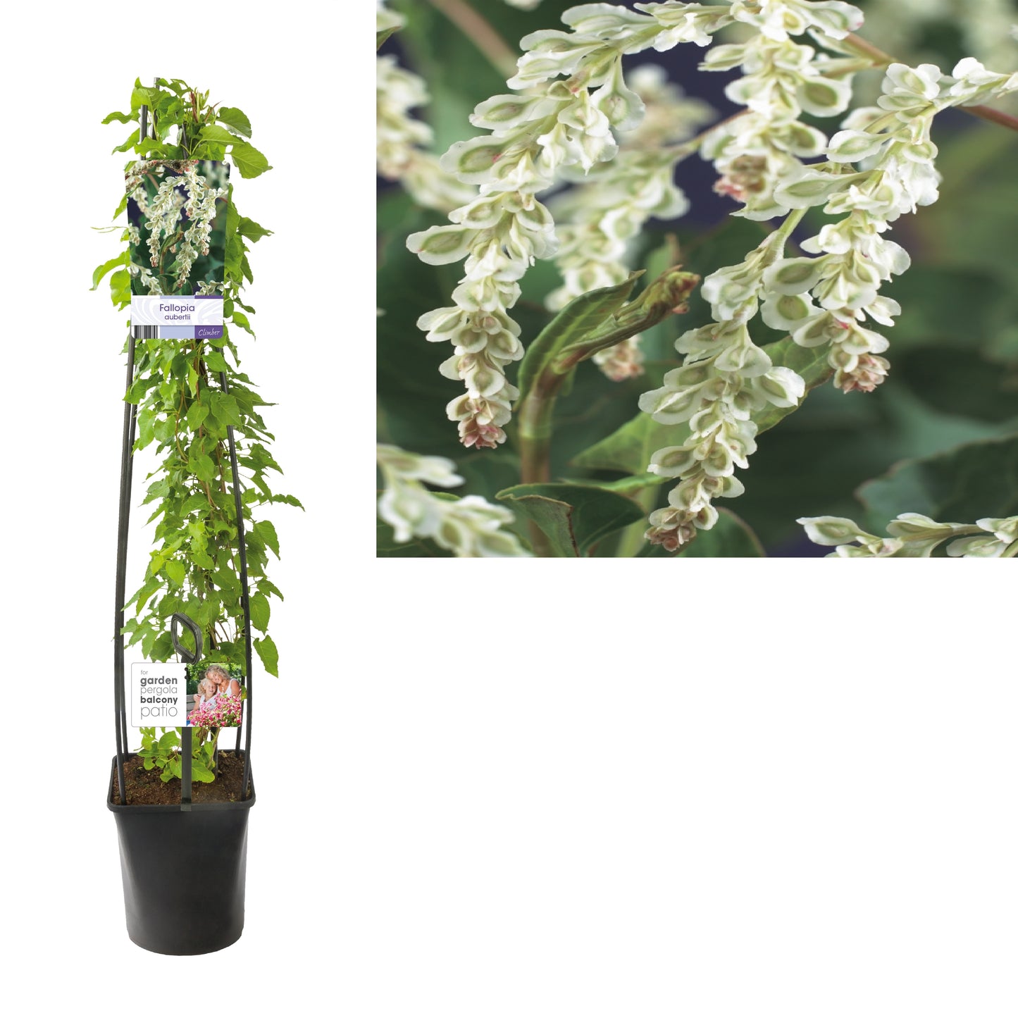 Fallopia aubertii (Russian Vine) 115cm 23cm Pot