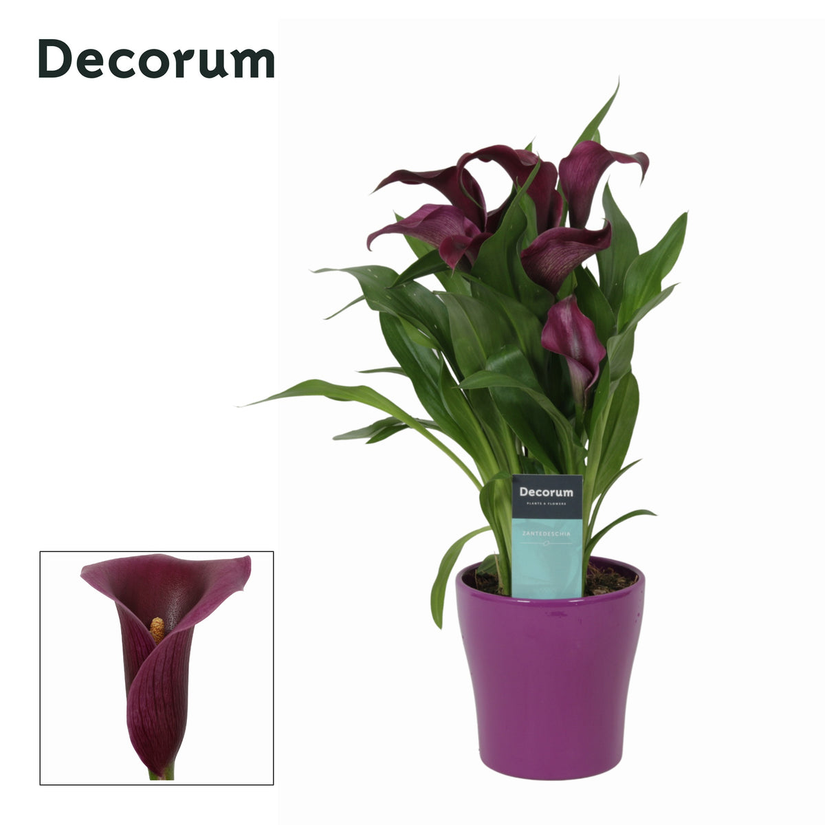 Zantedeschia Paco 35cm 12cm Pot