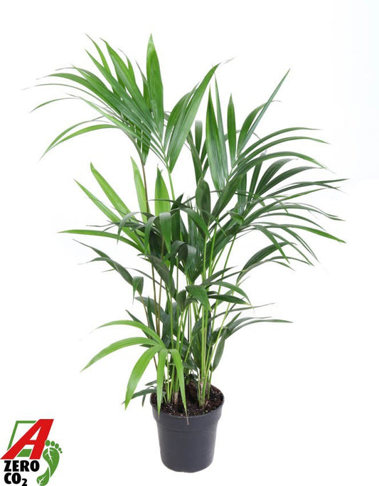 Howea forsteriana 100cm 19cm Pot