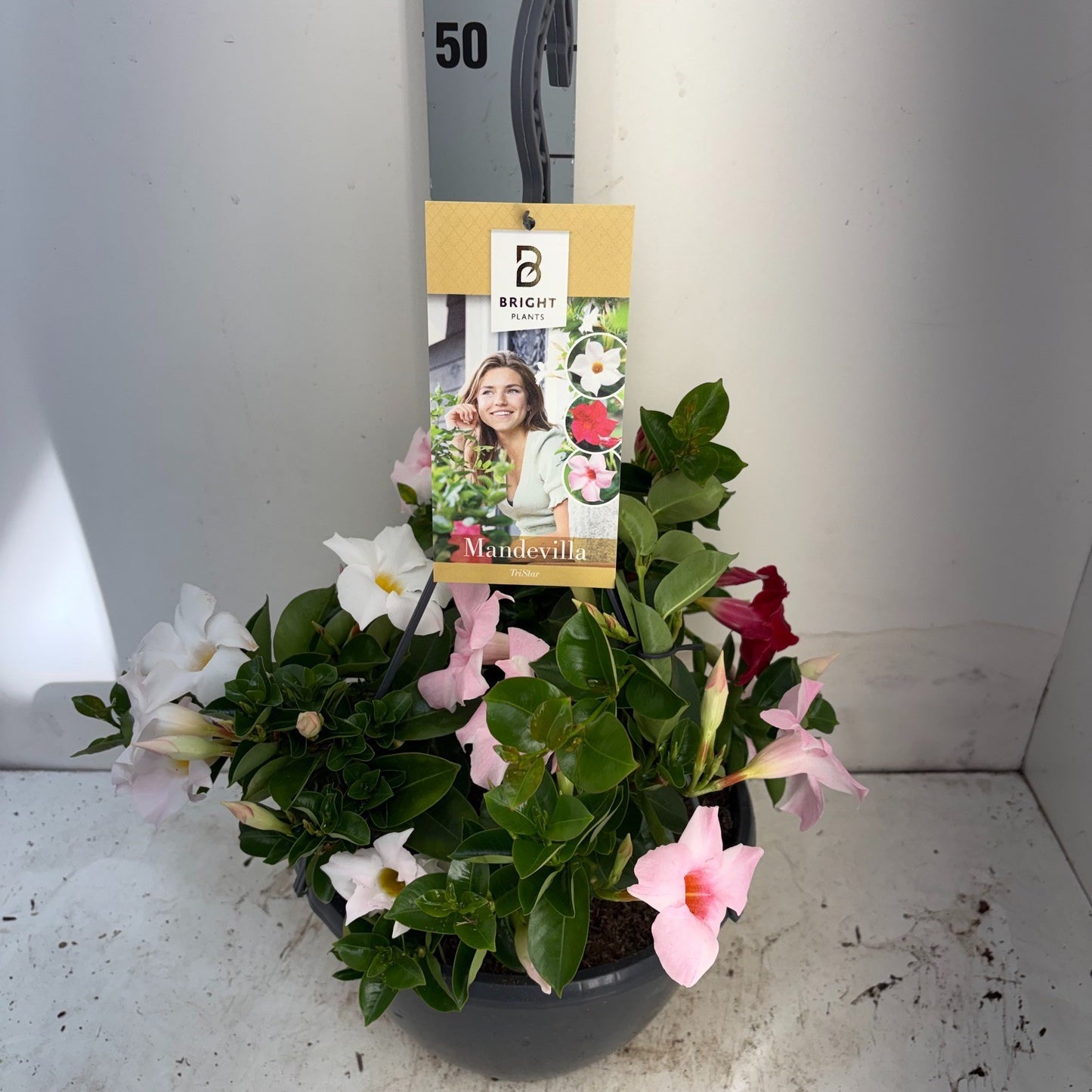 Mandevilla mix 50cm 25cm Pot