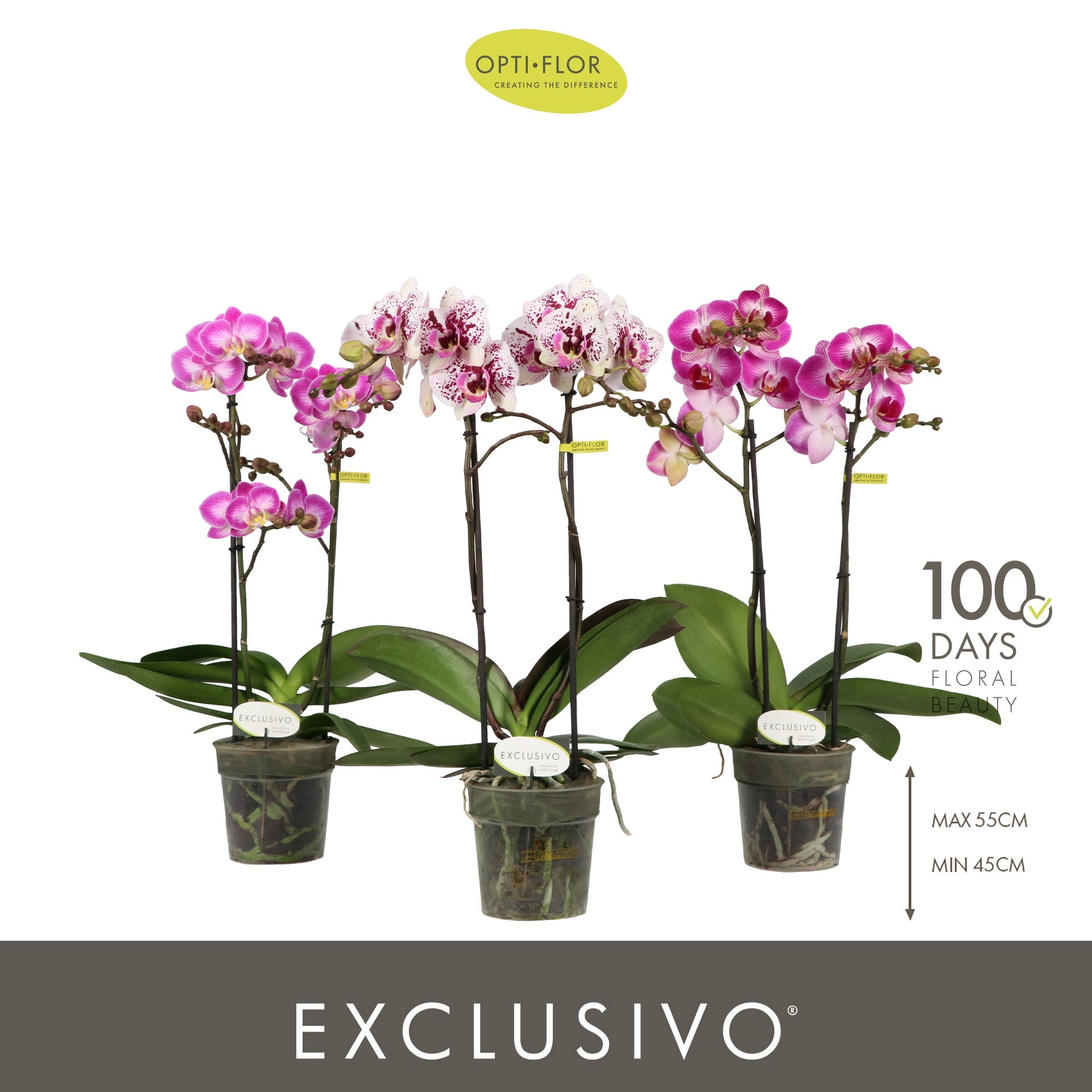 Phalaenopsis mix 45cm 12cm Pot