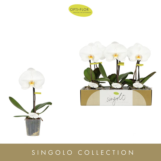 Phalaenopsis Singolo Tosha (+ drp.ceramic) 40cm 9cm Pot