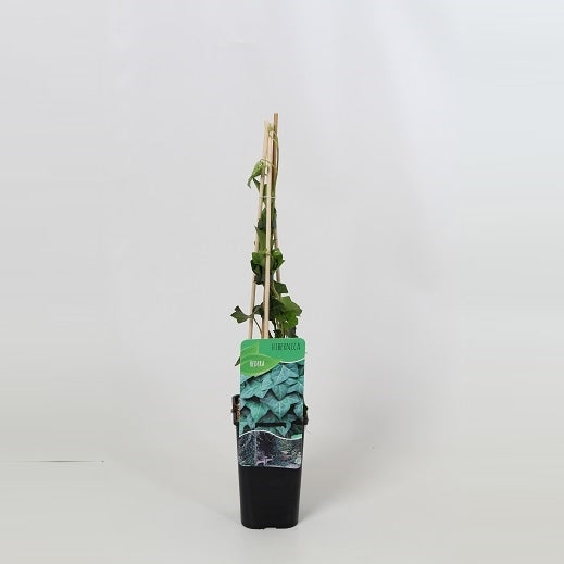 Hedera hibernica 14cm Pot