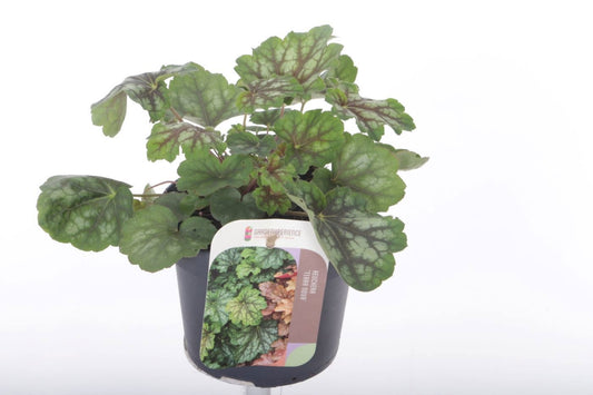 Heuchera Marvelous Marble 25cm 13cm Pot