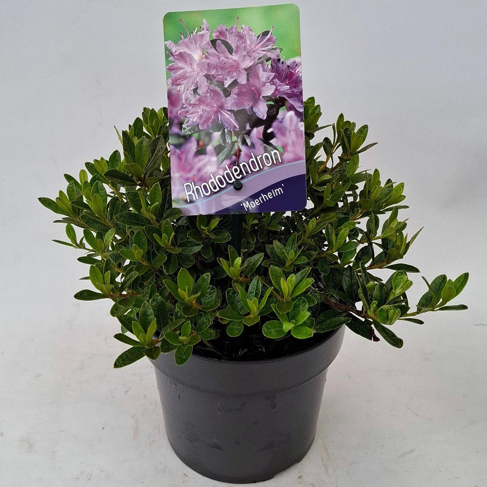 Rhododendron imp. Moerheim 20cm 17cm Pot