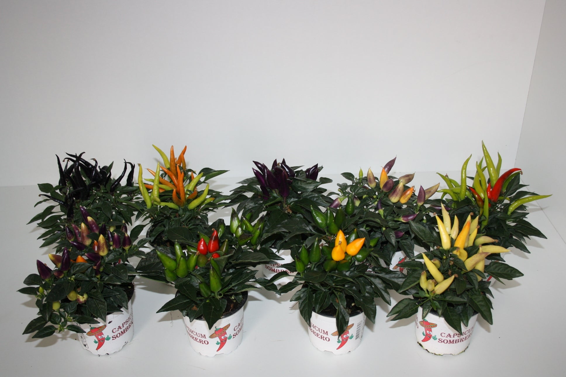 Capsicum annuum overig 25cm 510cm Pot