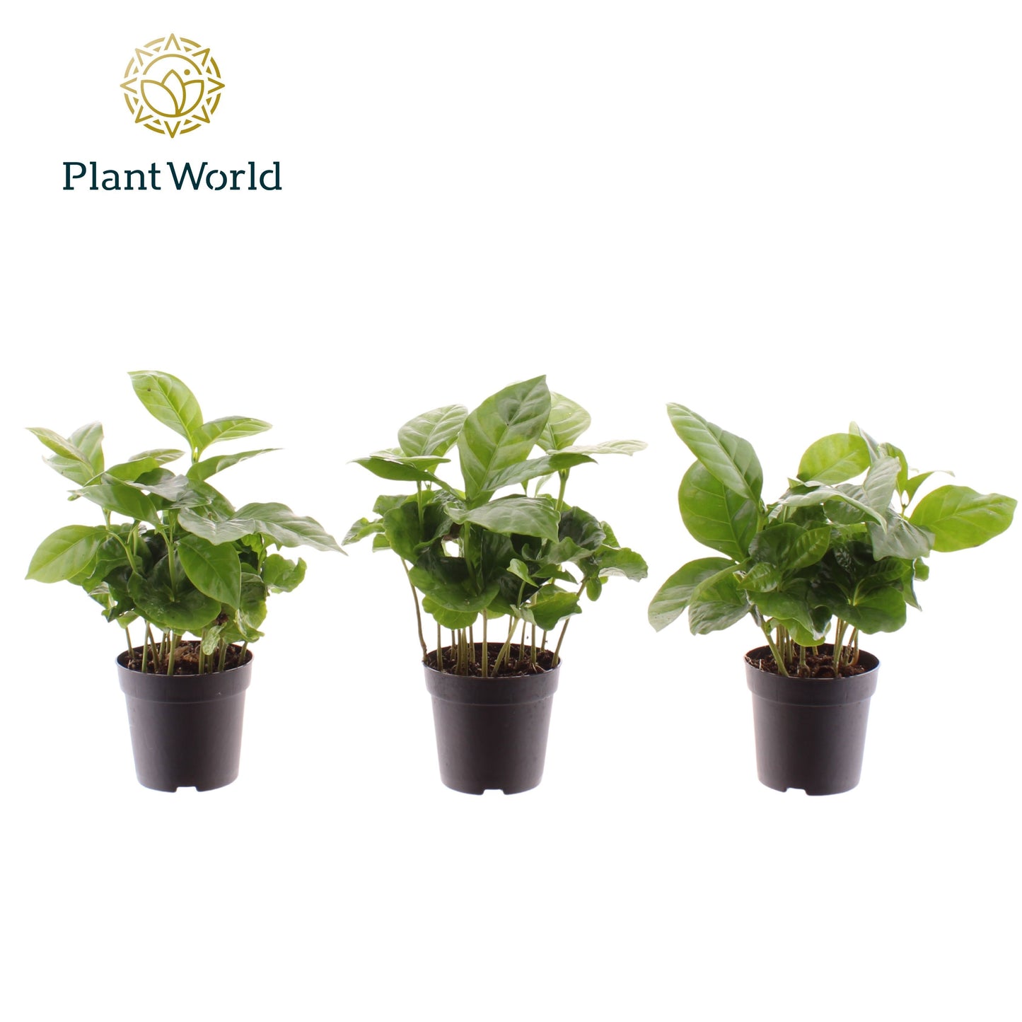 Plantworld Jogrow Coffea arabica Pack of 16