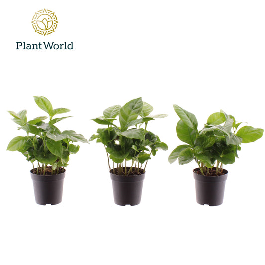 Plantworld Jogrow Coffea arabica Pack of 16