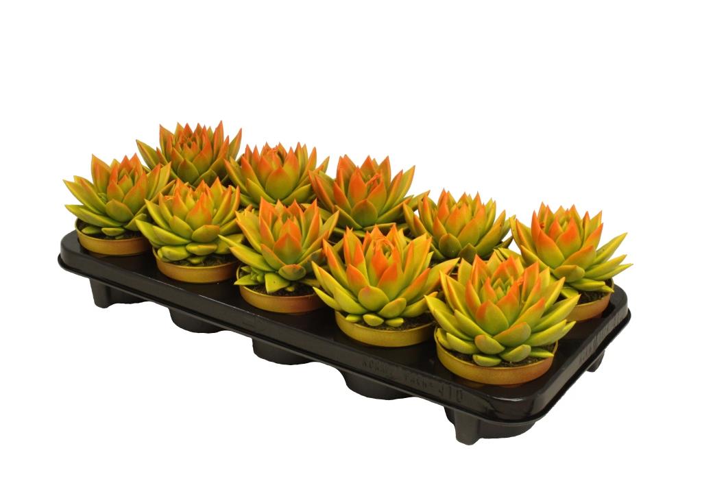 Echeveria Miranda 13cm 10.5cm Pot