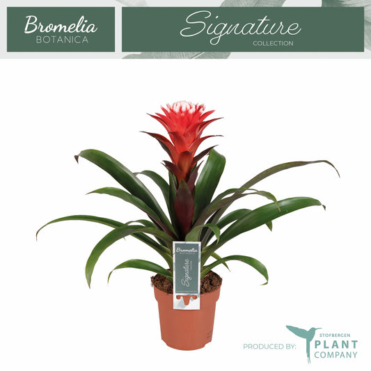 Plant Company BV (Stofbergen) Guzmania Hope Pack of 6