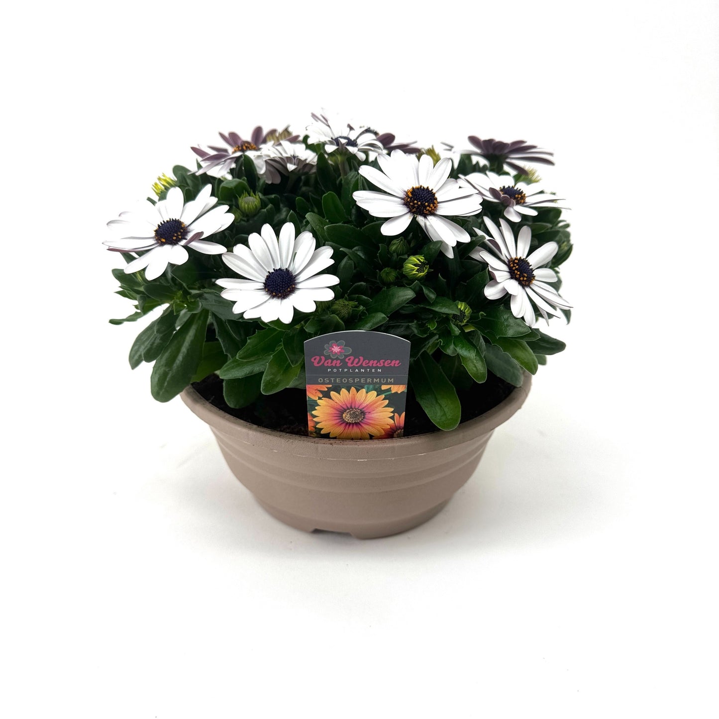 Osteospermum Margarita White 24cm 21cm Pot