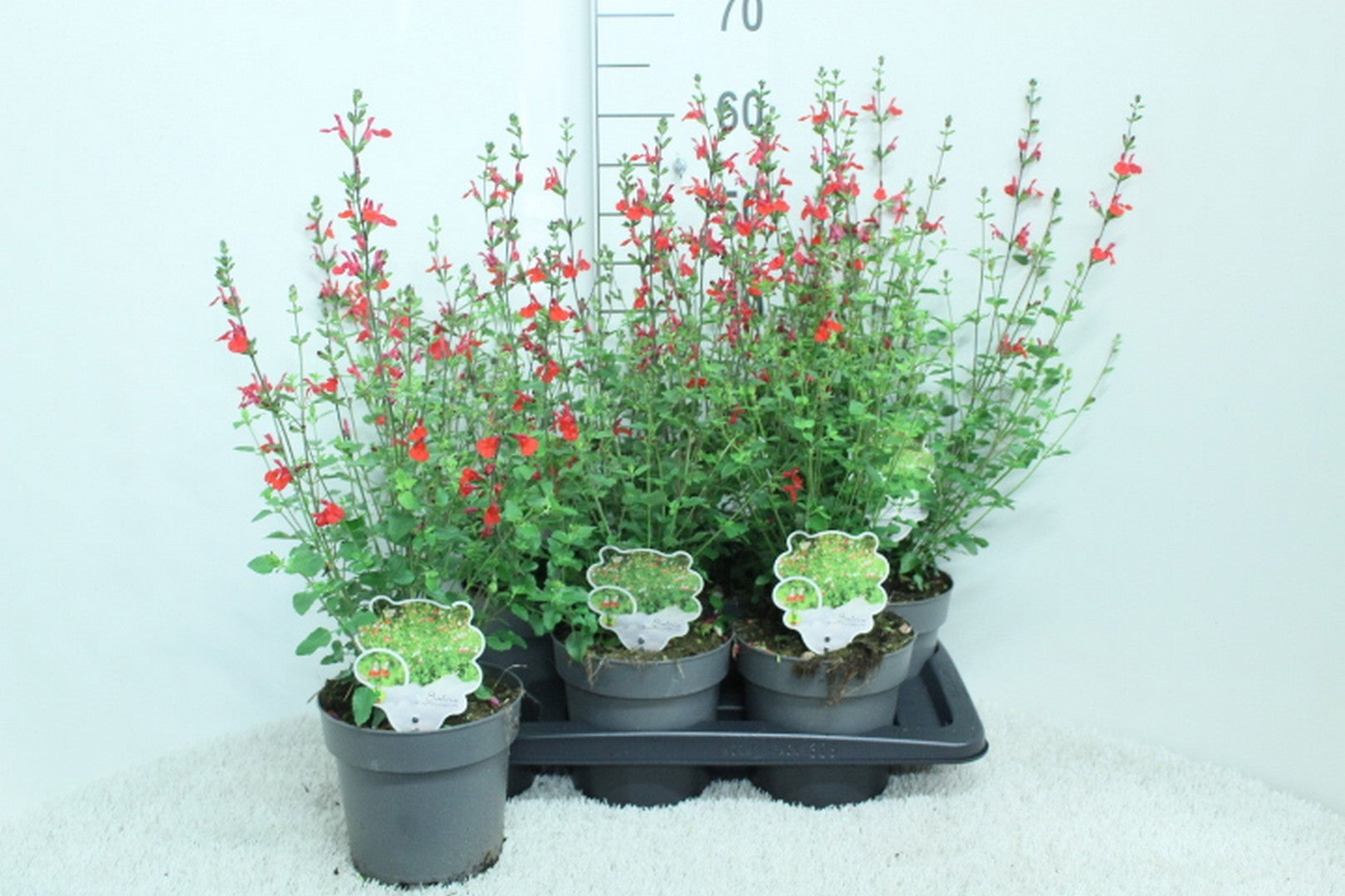 Salvia mic. Hot Lips 60cm 17cm Pot