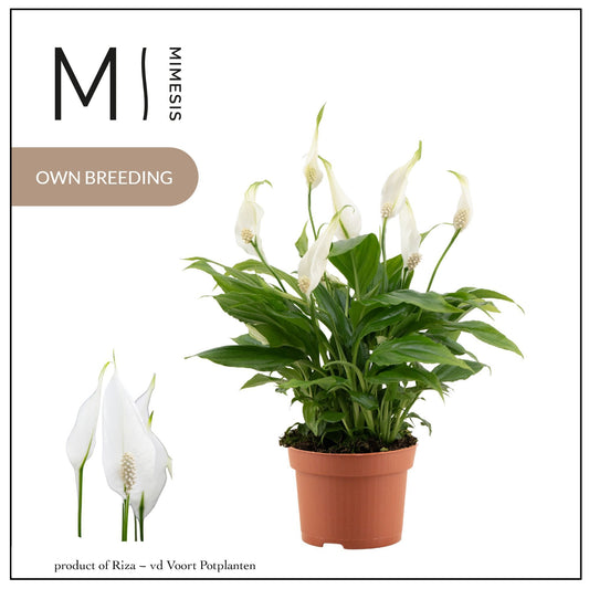 Spathiphyllum Chopin 30cm 10.5cm Pot