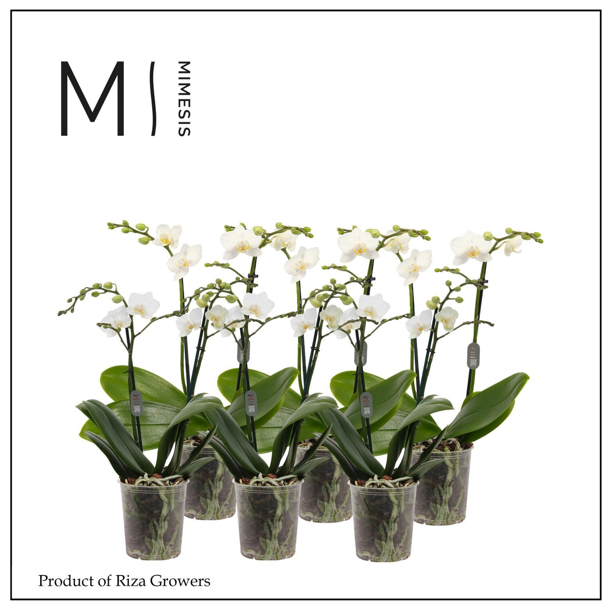 Phalaenopsis multiflora white 32cm 9cm Pot