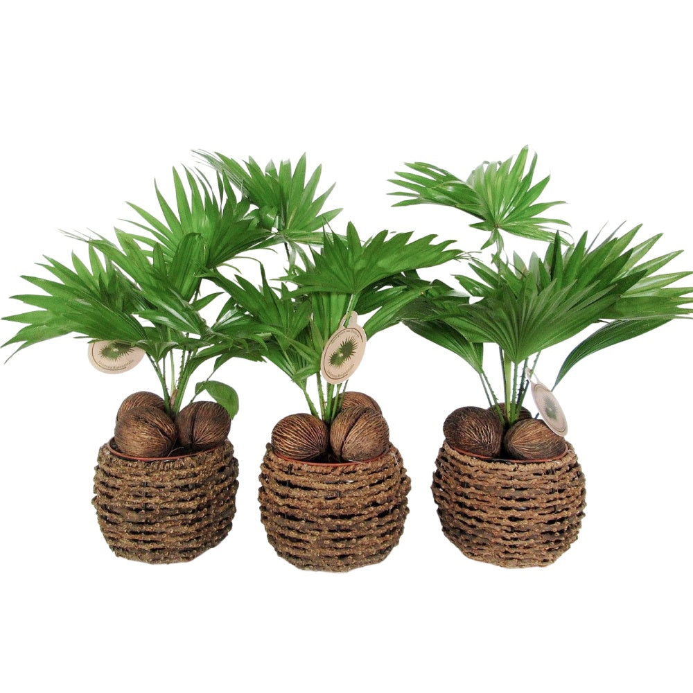 Livistona rotundifolia 50cm 19cm Pot