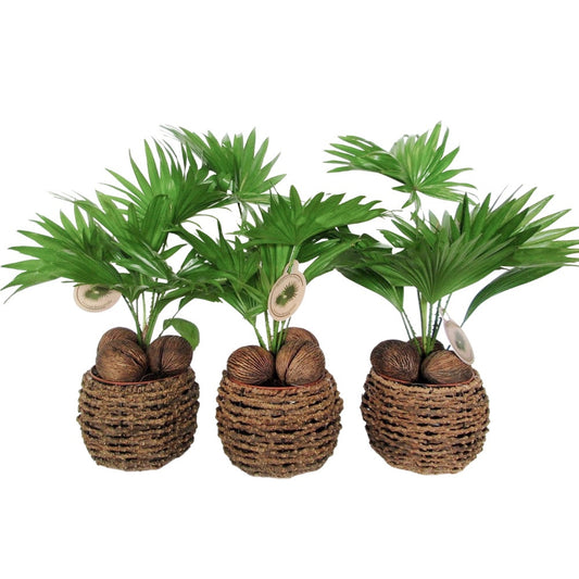 Livistona rotundifolia 50cm 19cm Pot