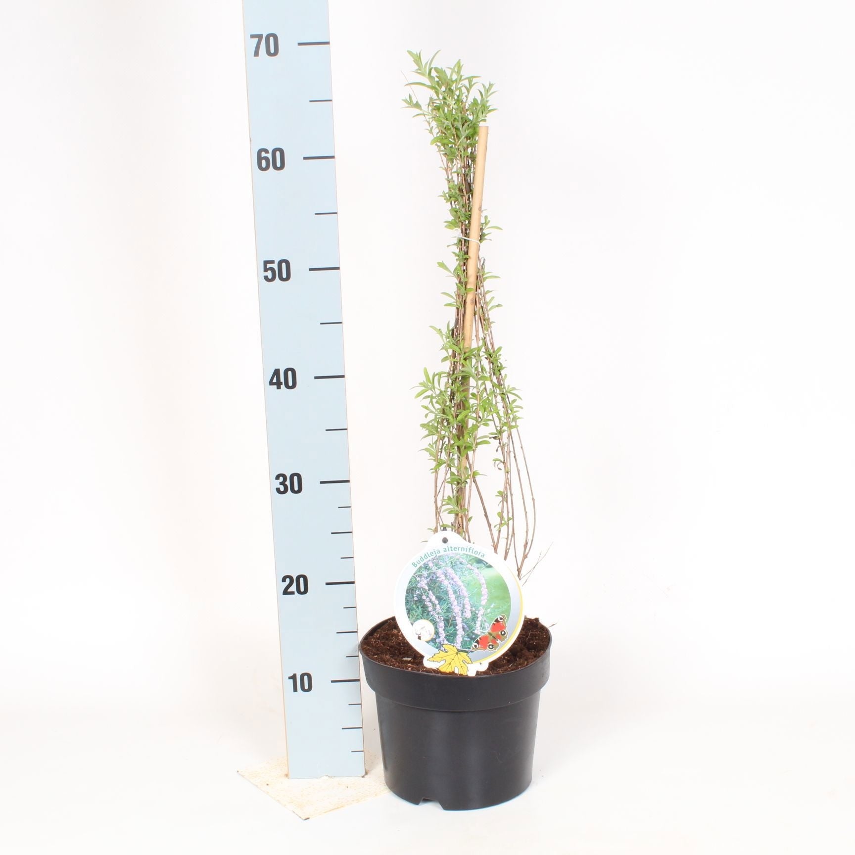 Buddleja alternifolia 70cm 19cm Pot
