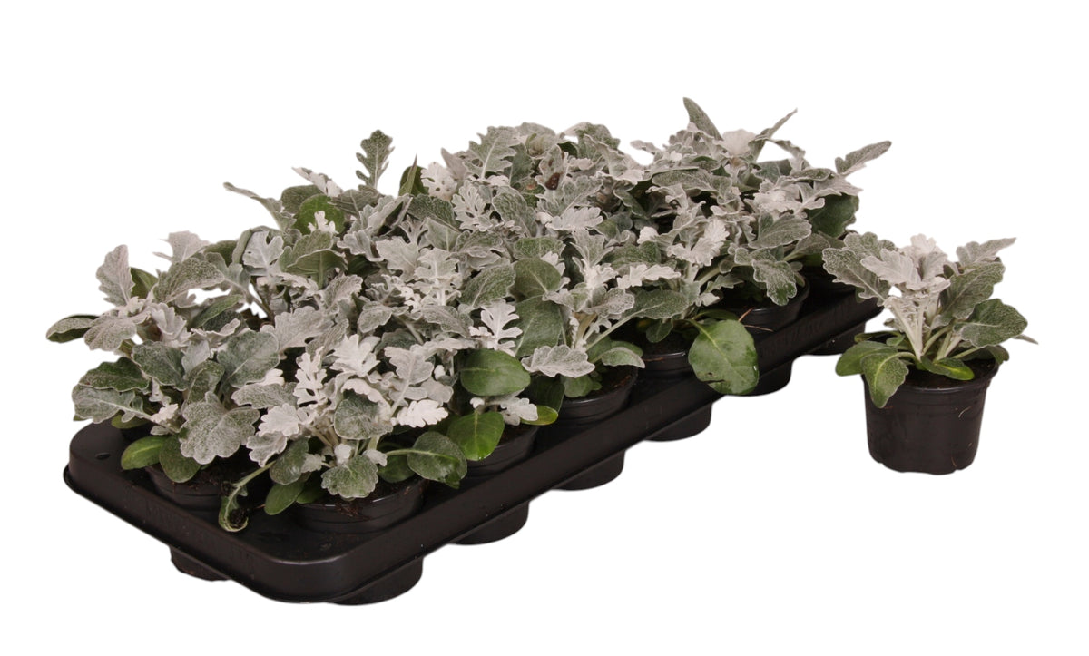 Jacobaea maritima 15cm 9cm Pot