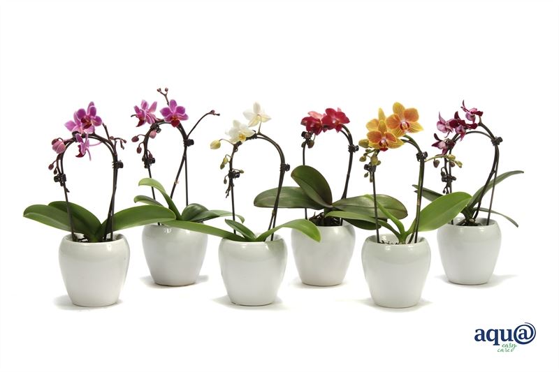 Phalaenopsis hybrid 17cm 6cm Pot