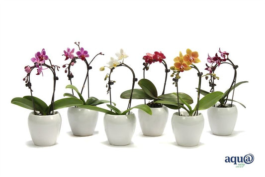 Phalaenopsis hybrid 17cm 6cm Pot