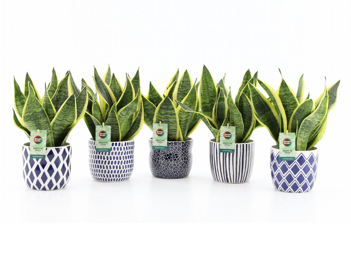 Sansevieria Futura Superba 35cm 13cm Pot