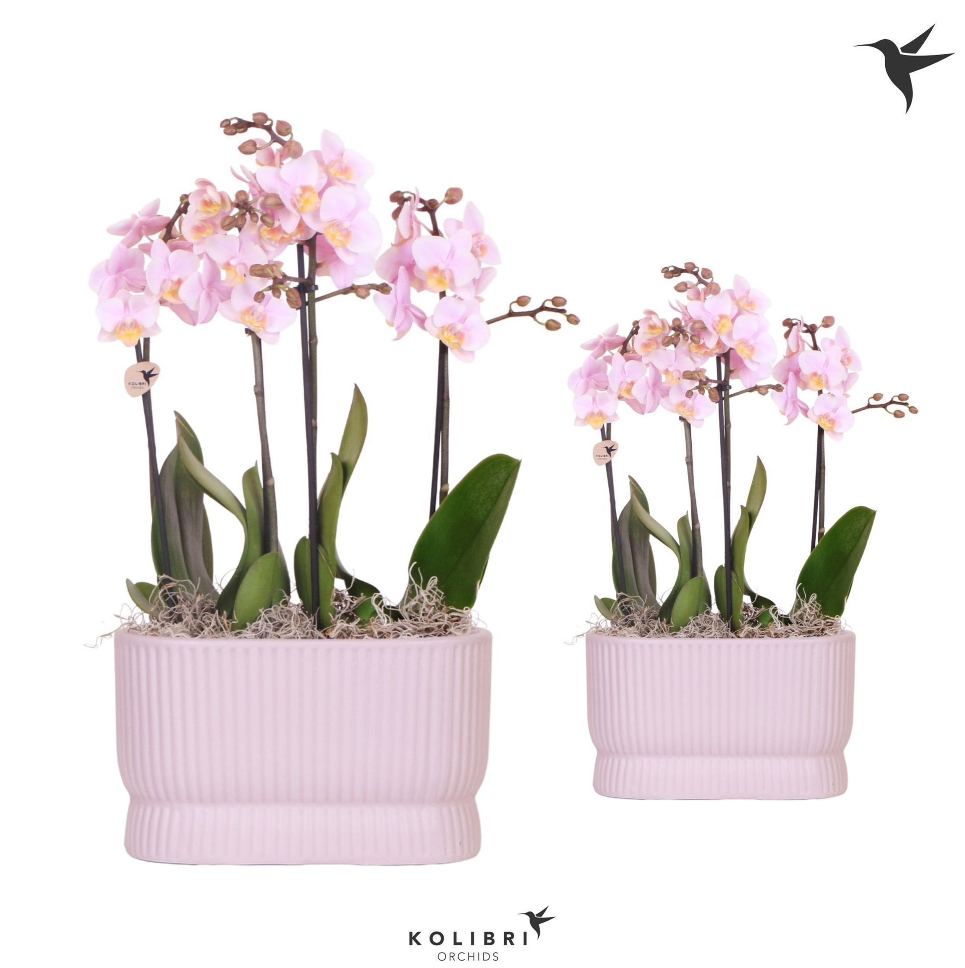 Kolibri Orchids Phalaenopsis pink 4 spike in Diabolo Twins pink 40cm 9cm Pot