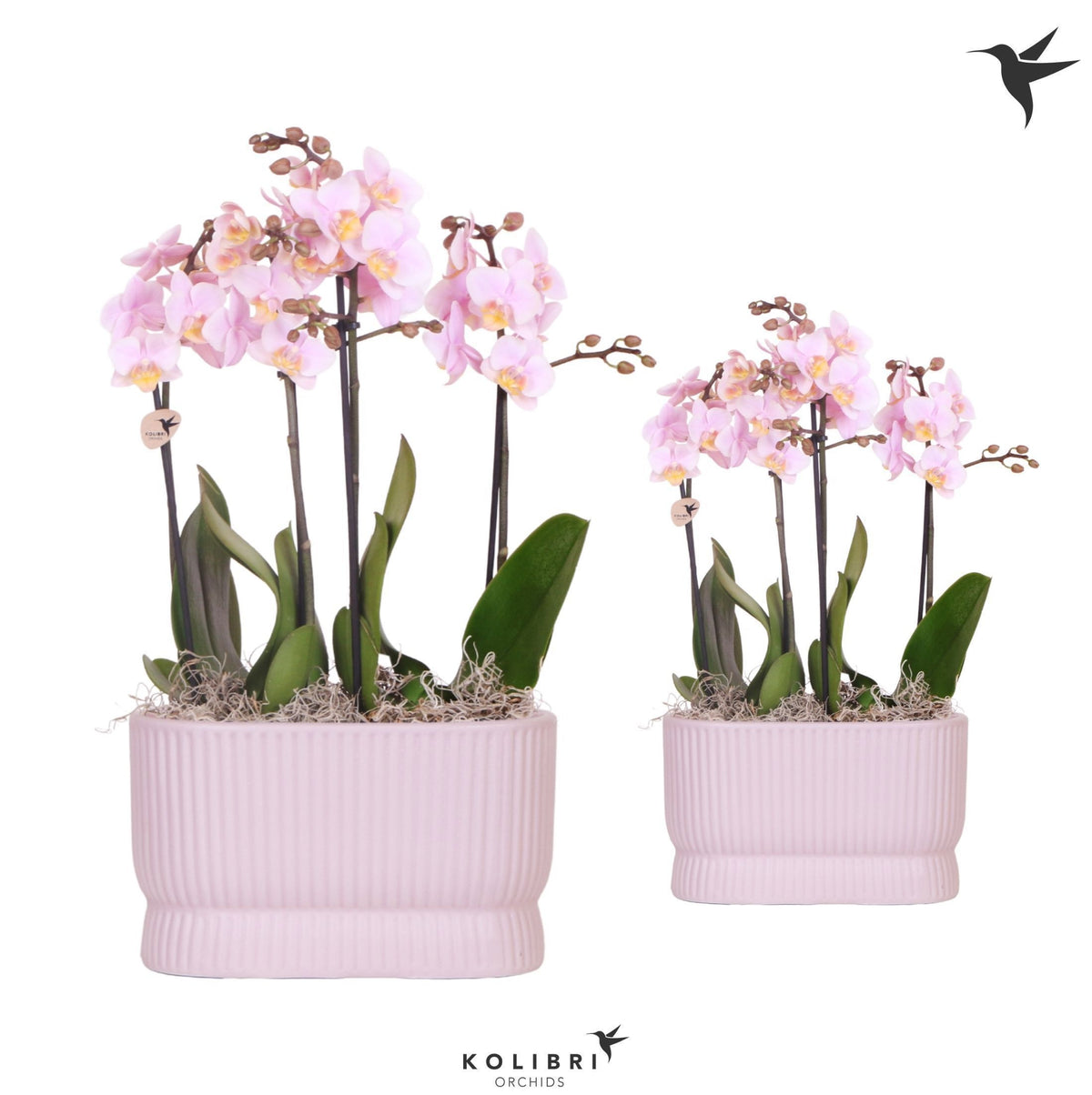 arr. Kolibri 1477018PI 40cm 18cm Pot