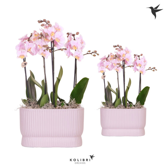 arr. Kolibri 1477018PI 40cm 18cm Pot